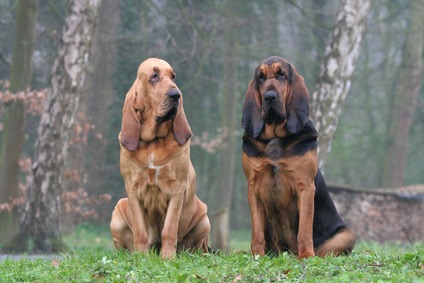 Les 17 Meilleures Races De Chiens De Chasse Chasseur Technique