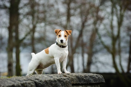 Les 17 Meilleures Races De Chiens De Chasse Chasseur Technique