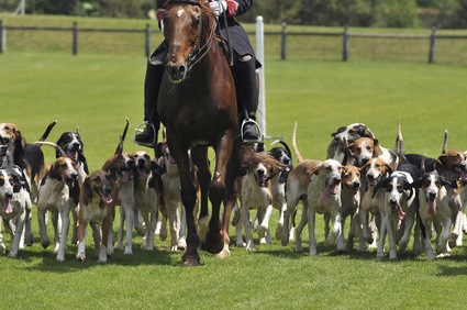 Les 17 Meilleures Races De Chiens De Chasse Chasseur Technique