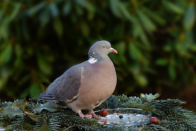 7 Conseils Pour Chasser La Palombe Chasseur Technique - 